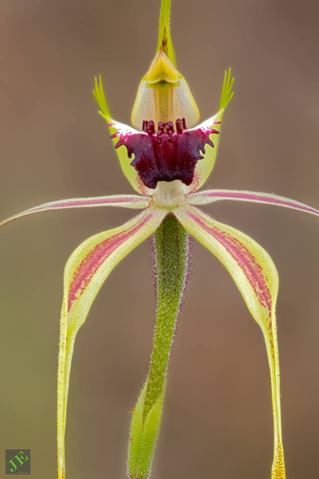 photograph of Green-comb Spider Orchid